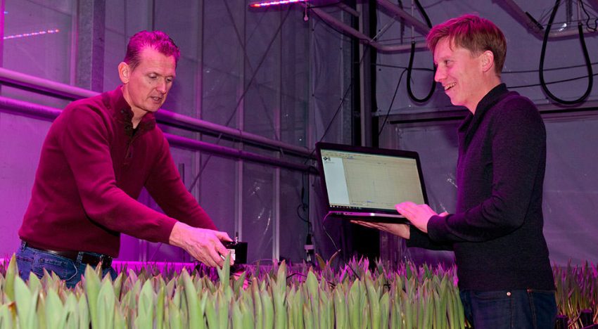 Optimaal lichtrecept voor populaire meerlagenteelt tulp ontrafeld Optimaal lichtrecept voor populaire meerlagenteelt tulp ontrafeld