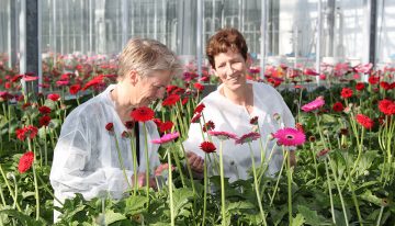 Geïntegreerde beheersing ziekten en plagen in robuuste teeltsystemen