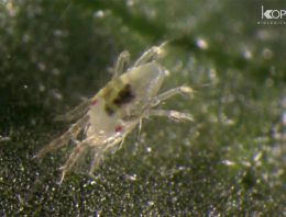 Spint onderdrukt natuurlijke afweer planten