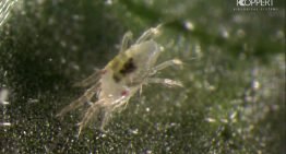 Spint onderdrukt natuurlijke afweer planten