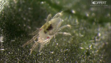 Spint onderdrukt natuurlijke afweer planten