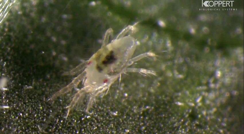 Spint onderdrukt natuurlijke afweer planten Spint onderdrukt natuurlijke afweer planten