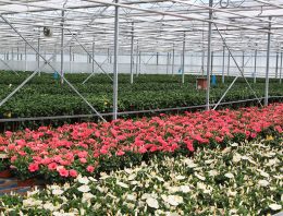 Analysecijfers potplanten schetsen niet altijd het juiste beeld