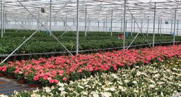 Analysecijfers potplanten schetsen niet altijd het juiste beeld