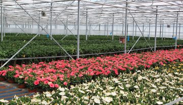 Analysecijfers potplanten schetsen niet altijd het juiste beeld