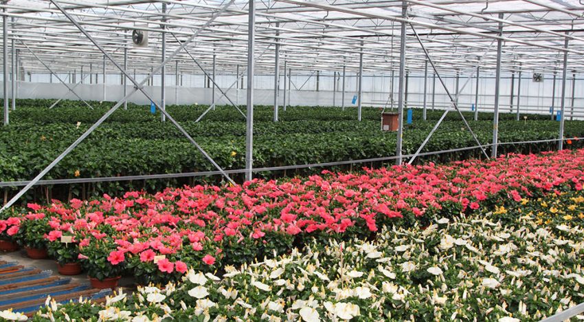 Analysecijfers potplanten schetsen niet altijd het juiste beeld
