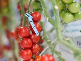 Grensverleggende proef samenhang bemesting, biostimulanten en smaak