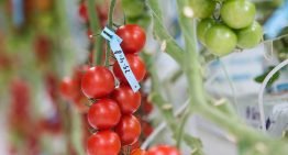 Grensverleggende proef samenhang bemesting, biostimulanten en smaak