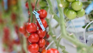 Grensverleggende proef samenhang bemesting, biostimulanten en smaak
