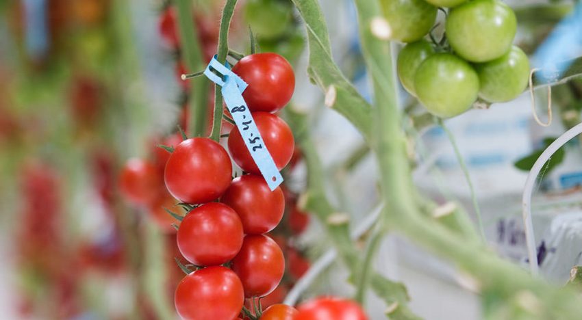 Grensverleggende proef samenhang bemesting, biostimulanten en smaak Grensverleggende proef samenhang bemesting, biostimulanten en smaak