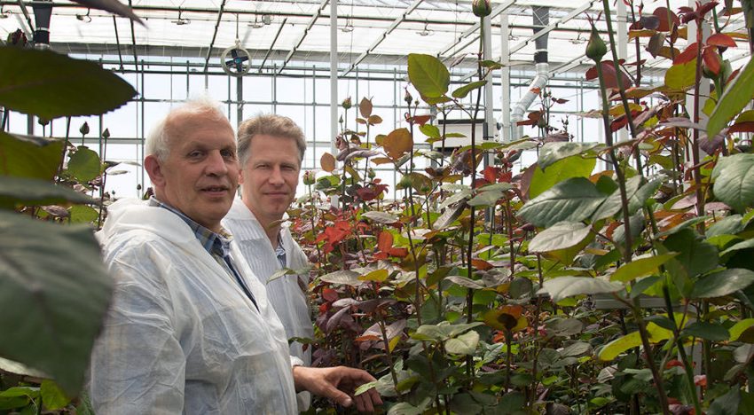 ‘Productie Red Naomi goed en houdbaarheid weer in de lift’