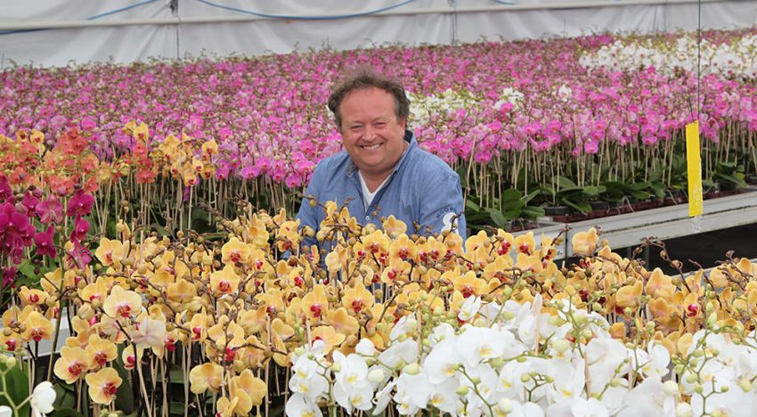 Phalaenopsisteler bijt spits af met gecertificeerde biologische productie Phalaenopsisteler bijt spits af met gecertificeerde biologische productie