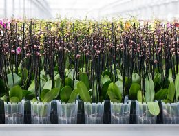 De duurzaamheidsmissie van Ter Laak Orchids