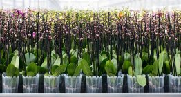 De duurzaamheidsmissie van Ter Laak Orchids