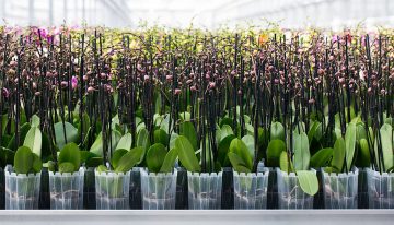 De duurzaamheidsmissie van Ter Laak Orchids