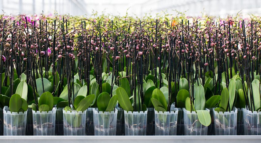 De duurzaamheidsmissie van Ter Laak Orchids De duurzaamheidsmissie van Ter Laak Orchids