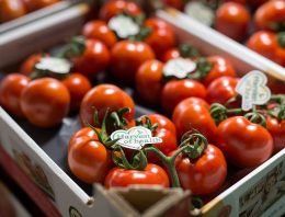 Jaarrond superkwaliteit tomaten dankzij Greenstim