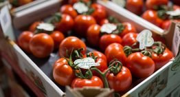 Jaarrond superkwaliteit tomaten dankzij Greenstim