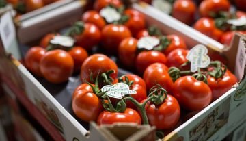 Jaarrond superkwaliteit tomaten dankzij Greenstim