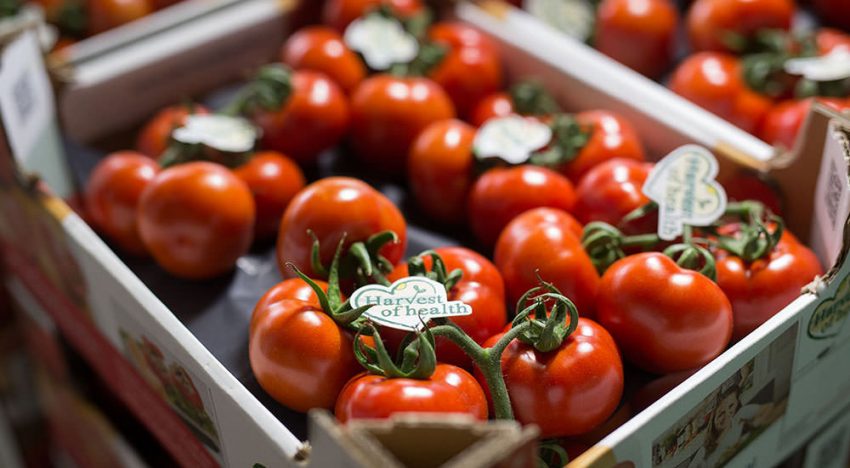 Jaarrond superkwaliteit tomaten dankzij Greenstim