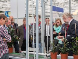 Ficus-robot voor automatisch opbinden rijp voor markt
