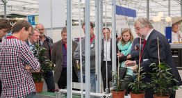 Ficus-robot voor automatisch opbinden rijp voor markt