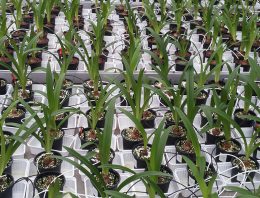 Duurzame oplossing Fusarium in amaryllis