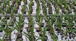 Duurzame oplossing Fusarium in amaryllis