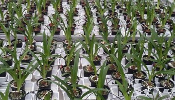 Duurzame oplossing Fusarium in amaryllis