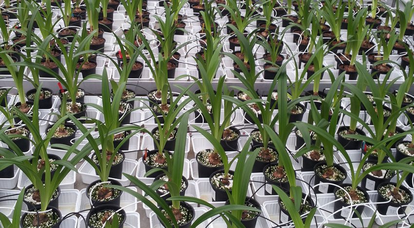 Duurzame oplossing Fusarium in amaryllis Duurzame oplossing Fusarium in amaryllis