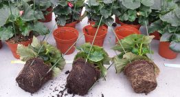 Onderzoek gebruik compost als substraatonderdeel