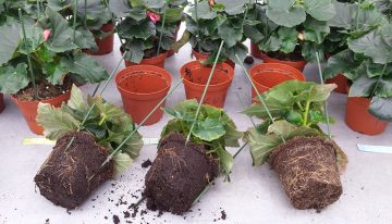 Onderzoek gebruik compost als substraatonderdeel