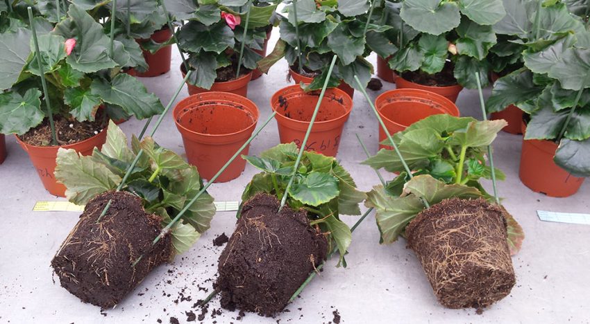 Onderzoek gebruik compost als substraatonderdeel Onderzoek gebruik compost als substraatonderdeel