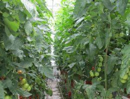 Bladplukken geeft betere verdeling drogestof
