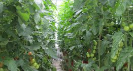 Bladplukken geeft betere verdeling drogestof