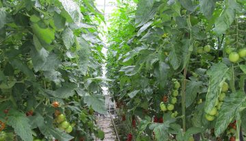 Bladplukken geeft betere verdeling drogestof