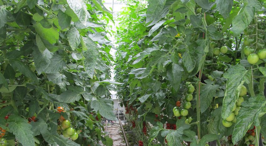 Bladplukken geeft betere verdeling drogestof