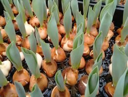 Waterkringloopsluiting in tulpenbroeierij mogelijk
