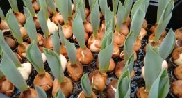 Waterkringloopsluiting in tulpenbroeierij mogelijk