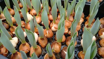 Waterkringloopsluiting in tulpenbroeierij mogelijk