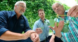 Minder chemie in opkweek aardbei door toevoeging bio aan substraat