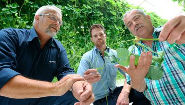 Minder chemie in opkweek aardbei door toevoeging bio aan substraat