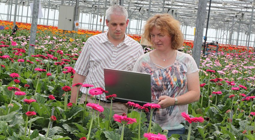 Nieuw pakket voor gewasregistratie helpt gerberatelers vooruit