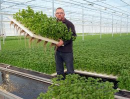 Bladgewassen geschikt voor waterteelt, bij bloemen meer kennisopbouw nodig