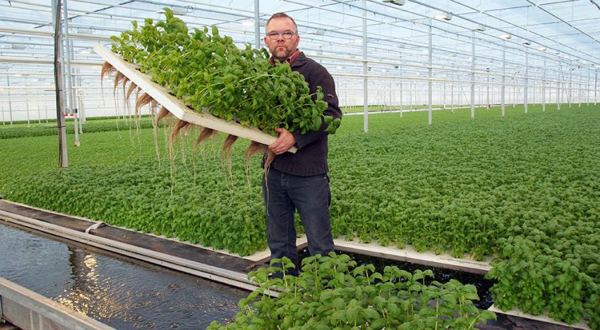 Bladgewassen geschikt voor waterteelt, bij bloemen meer kennisopbouw nodig