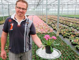 ‘Lewisia is volwassen zomerplant geworden’