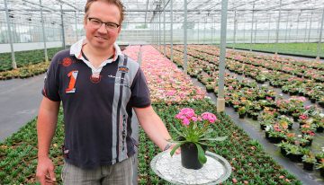 ‘Lewisia is volwassen zomerplant geworden’