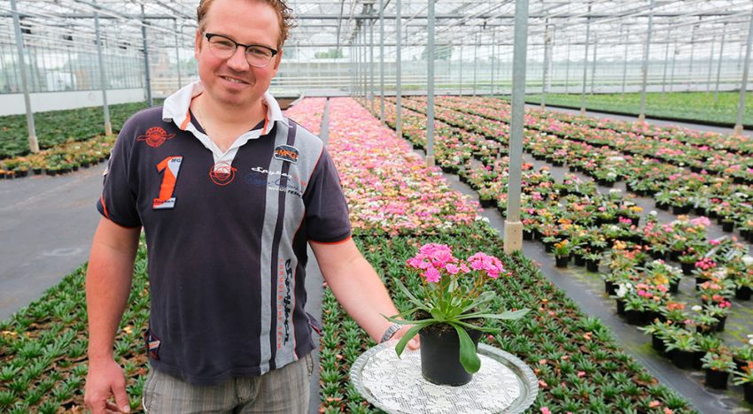 ‘Lewisia is volwassen zomerplant geworden’ ‘Lewisia is volwassen zomerplant geworden’