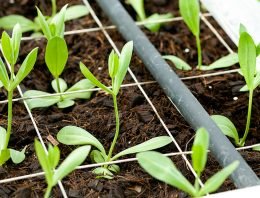 Kokos als volvelds groeimedium voor lisianthus geeft beste resultaten