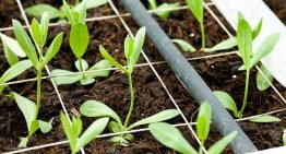 Kokos als volvelds groeimedium voor lisianthus geeft beste resultaten